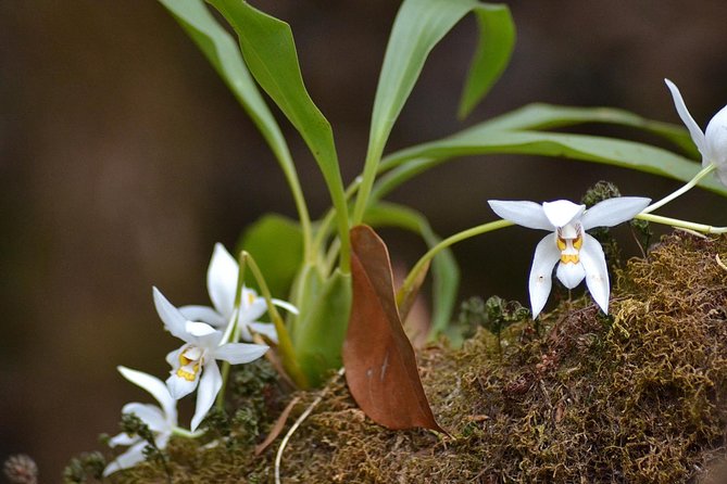 Mount Doi Inthanon Hiking & Bird Watching - The 1.5-hour forest walk with a Karen guide