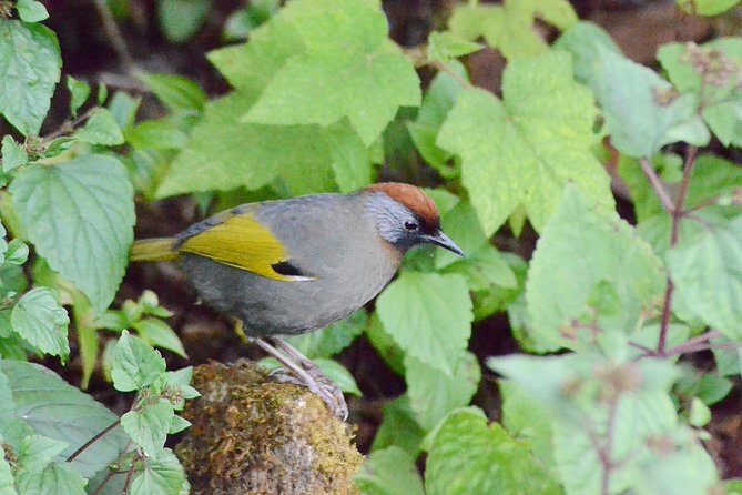 Mount Doi Inthanon Hiking & Bird Watching - How much value do you get for $152.50?