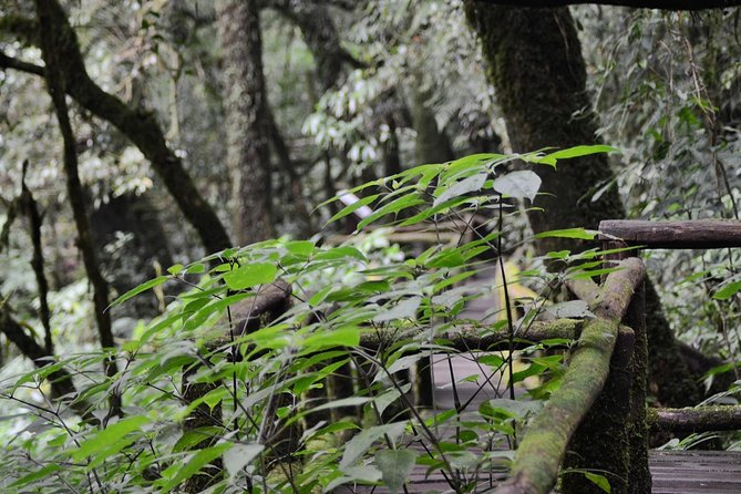 Mount Doi Inthanon Hiking & Bird Watching - Two birding locations, two different experiences