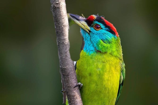 Munsiari Birding tour - Key points to know before booking