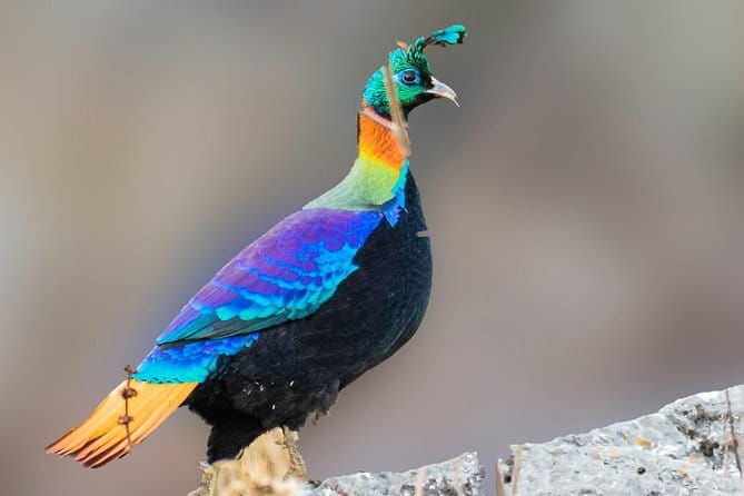 Munsiari Birding tour - Day 1: Kathgodam to Munsiyari with birding along the way