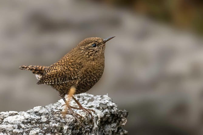Munsiari Birding tour - Day 3: Sarmoli village and Betuli Bend