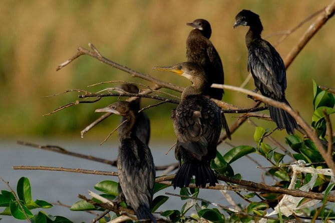 Muthurajawela Bird Watching Tour From Colombo & Negombo - Why Muthurajawela is worth your morning