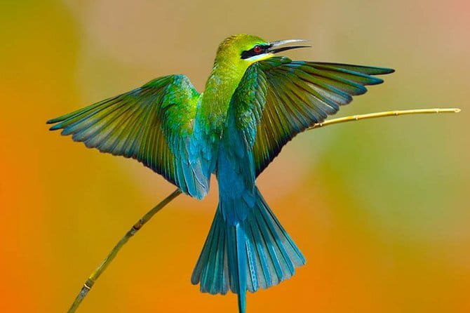 Muthurajawela Bird Watching Tour From Colombo & Negombo - Entering the 1,777-hectare sanctuary