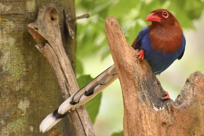 Muthurajawela Bird Watching Tour From Colombo & Negombo - What the private format is really worth