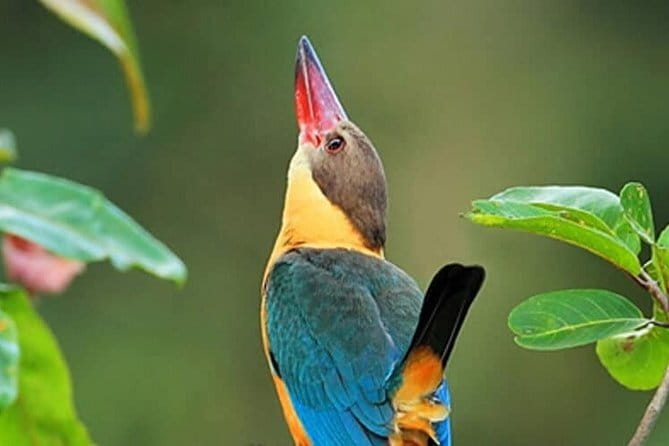 Muthurajawela Bird Watching Tour From Colombo & Negombo - From Colombo or Negombo to the marsh
