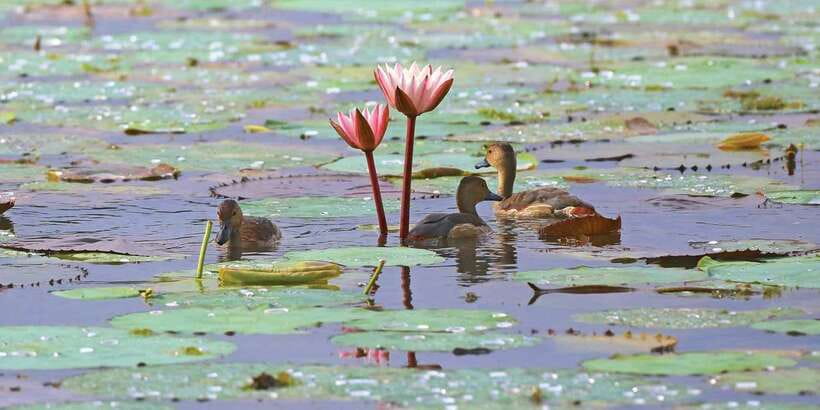 Muthurajawela Bird Watching Tour from Negombo and Colombo - Key points to know before you book