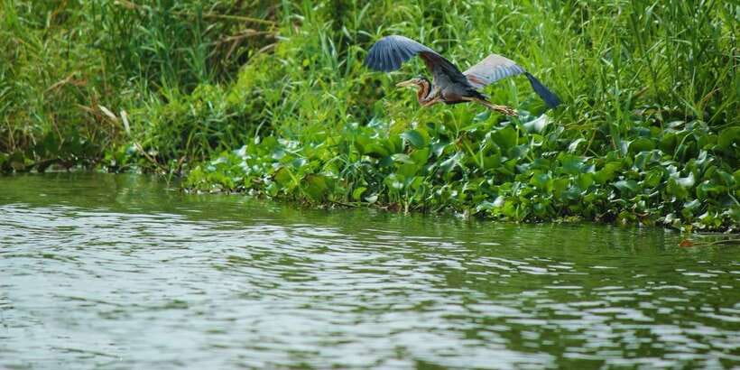 Muthurajawela Bird Watching Tour from Negombo and Colombo - Why Muthurajawela makes a good short outing