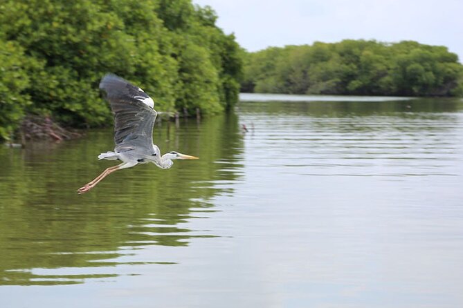 Muthurajawela Bird Watching Tour from Negombo / Colombo - Why Muthurajawela Marsh is worth your morning