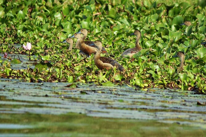 Muthurajawela Bird Watching Tour from Negombo / Colombo - Two hours on the Muthurajawela waterways