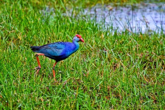 Muthurajawela Bird Watching Tour from Negombo / Colombo - What the guide and driver add to the morning