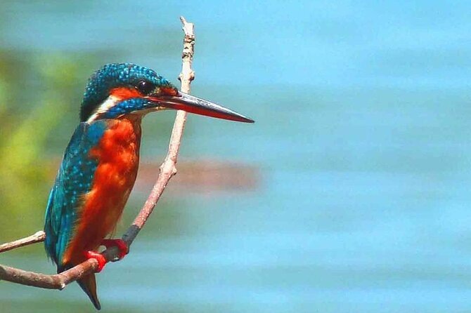 Muthurajawela Bird Watching Tour from Negombo / Colombo - The return around 10:00 am