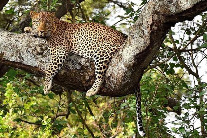 Nairobi park, steamark birds, Girraffe center & bomas - Nairobi National Park before the city wakes up