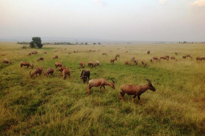 Nairobi park, steamark birds, Girraffe center & bomas - Guides, timing, and the practical details