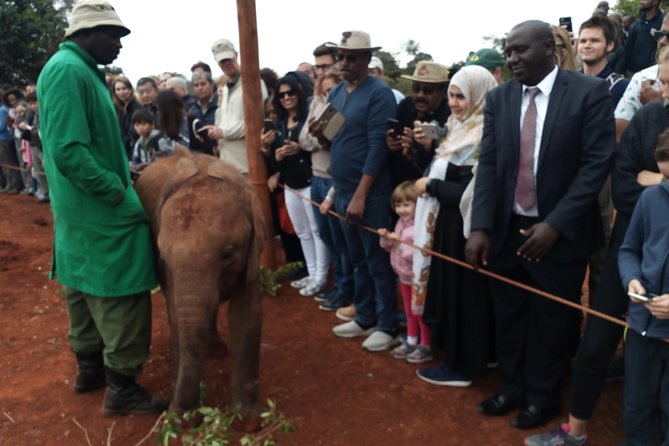 Nairobi park, steamark birds, Girraffe center & bomas - Should you book it?