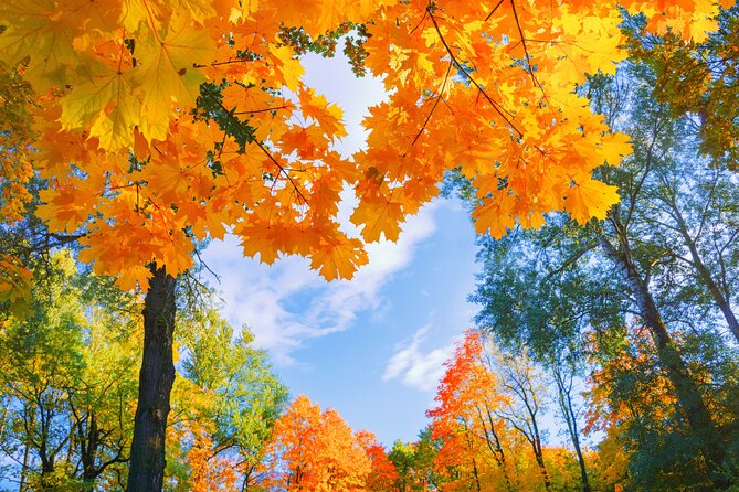Nami Island and Begonia Bird Park Tour from Seoul (opt Railbike) - Who will enjoy this day most