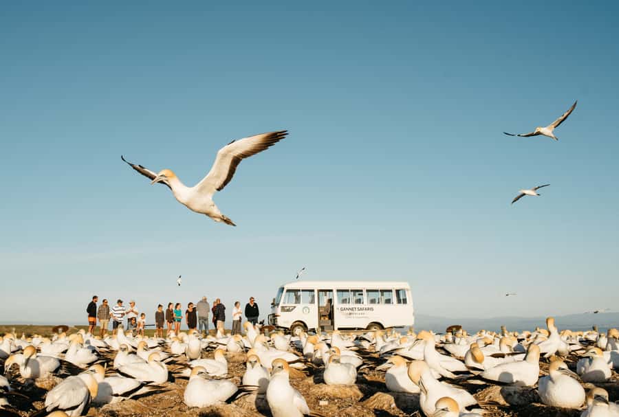 Napier: Cape Kidnappers Gannet, Nature & Sightseeing Tour - The Three-Hour Ride Across Cape Kidnappers