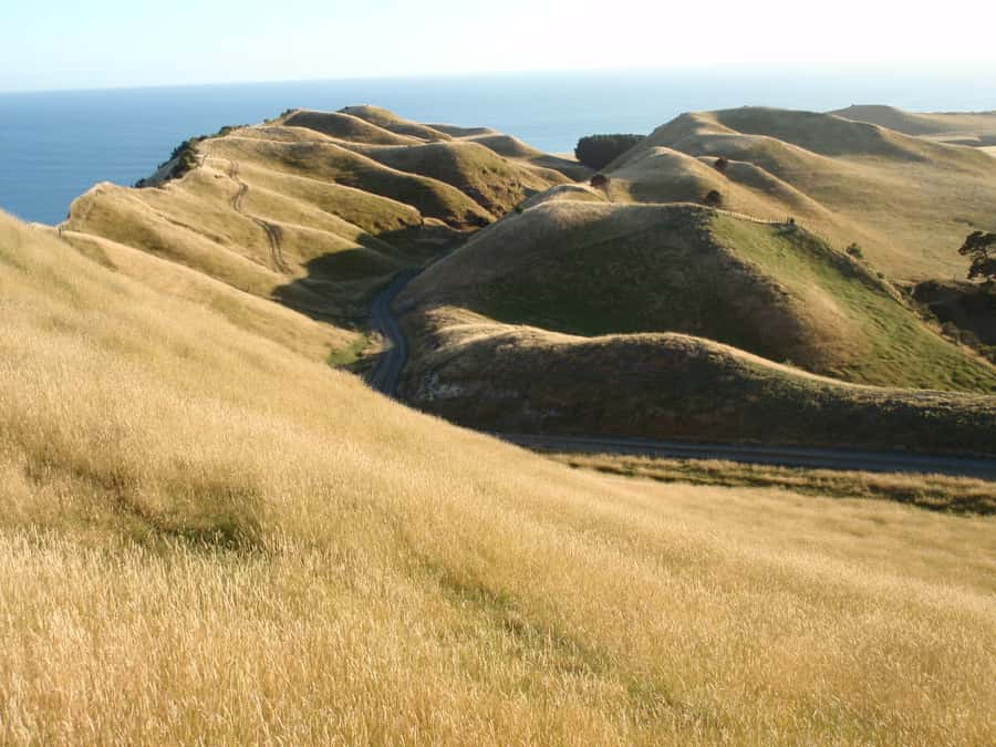 Napier: Cape Kidnappers Gannet, Nature & Sightseeing Tour - When to Go for Adults, Chicks, and Clearer Bird Activity