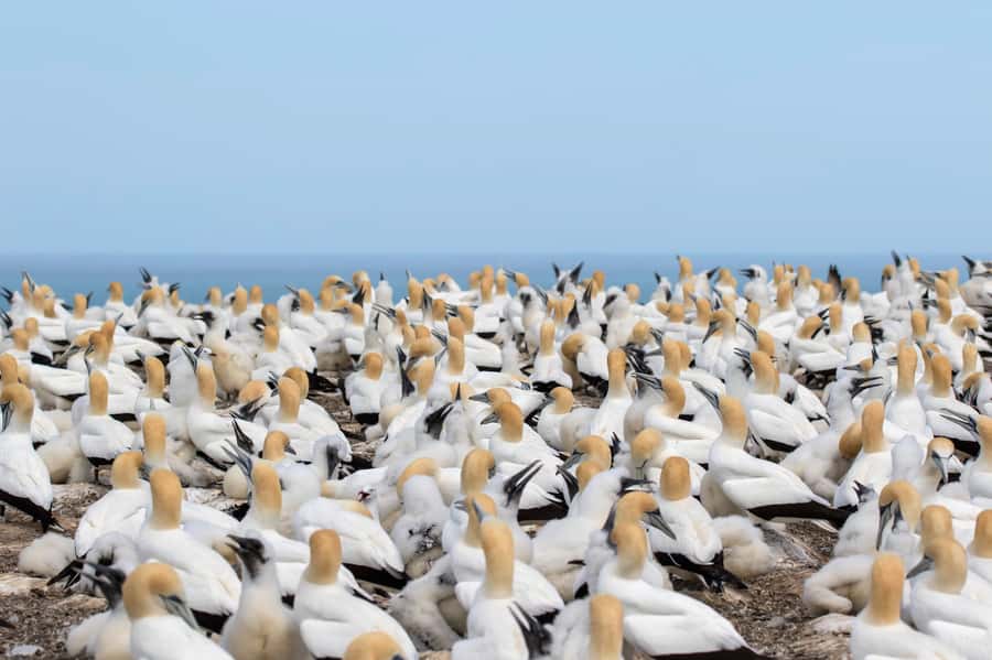 Napier: Cape Kidnappers Gannet, Nature & Sightseeing Tour - Who Will Enjoy This Tour Most