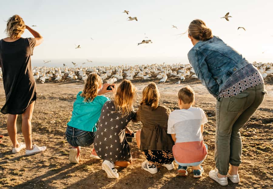 Napier: Cape Kidnappers Gannet, Nature & Sightseeing Tour - Stories, Maori Legends, and Local Knowledge on the Way