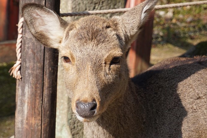 Nara Todaiji Lazy Bird Walking Tour - Why this Nara walk works well in four hours