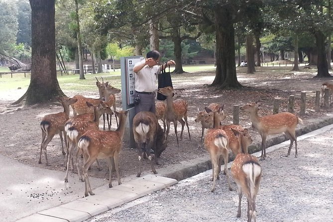 Nara Todaiji Lazy Bird Walking Tour - Todai-ji’s Great Buddha Hall