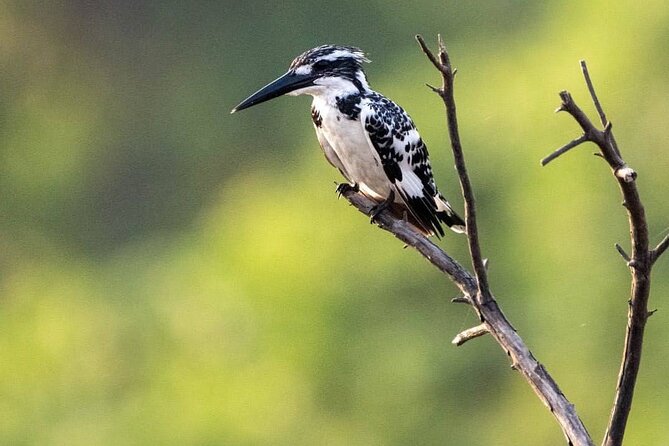 Negombo Lagoon & Muthurjawela Bird Watching Boat Tour - Why Negombo’s wetlands are worth your time