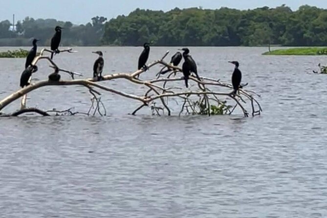Negombo Lagoon & Muthurjawela Bird Watching Boat Tour - What the private format changes