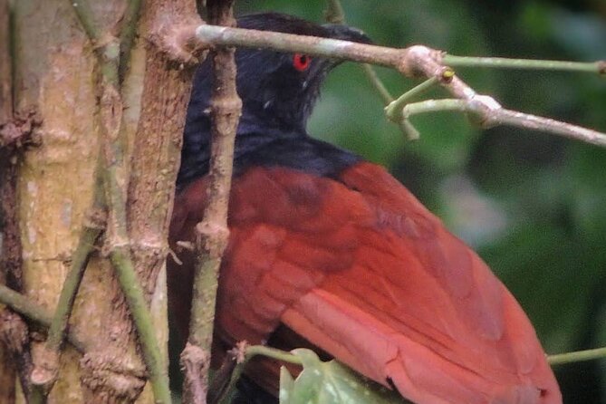 Negombo Lagoon & Muthurjawela Bird Watching Boat Tour - Solving the meeting-point problem in Negombo