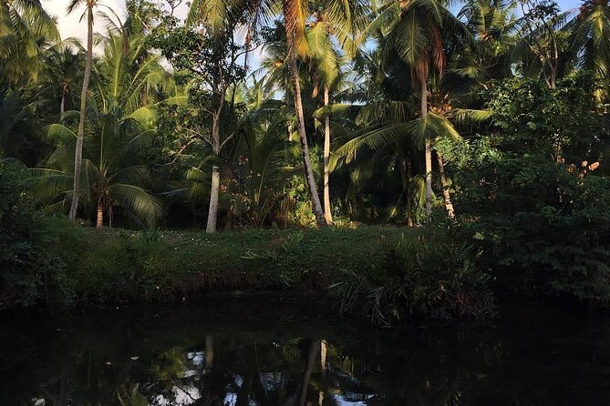 Negombo Lagoon & Muthurjawela Bird Watching Boat Tour - Entering Muthurajawela Marsh for about one hour
