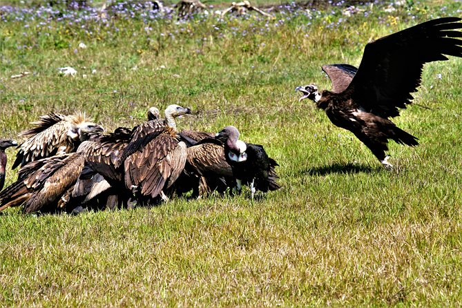 Nepal Birding - What a day in the field may feel like