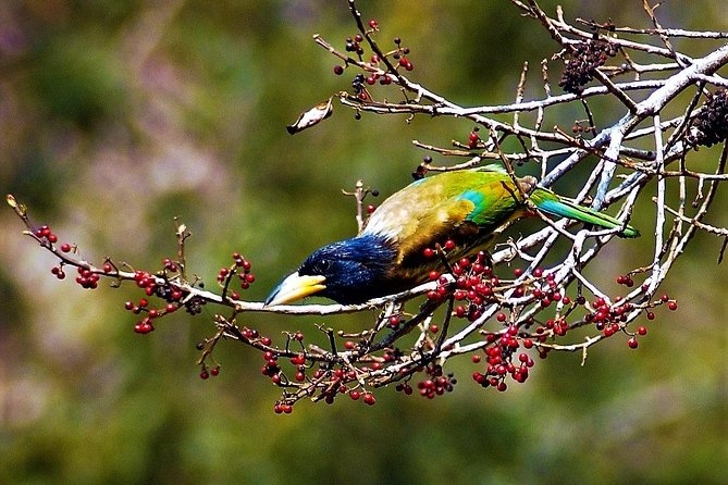 Nepal Birding - Species range, from vultures to spiny babblers