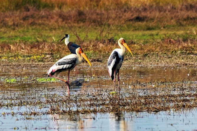 Nepal Birding - The Chitwan problem you should resolve first