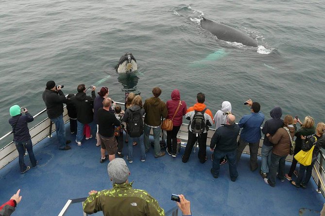 Newfoundland Puffin and Whale Watch Cruise - Key points to know before sailing