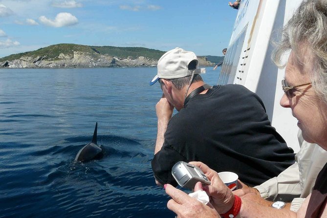 Newfoundland Puffin and Whale Watch Cruise - From Bay Bulls to Newfoundland’s seabird capital
