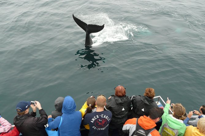 Newfoundland Puffin and Whale Watch Cruise - Iceberg Alley in May and June