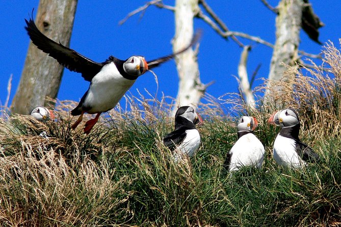 Newfoundland Puffin and Whale Watch Cruise - Whale watching from mid-June through mid-August