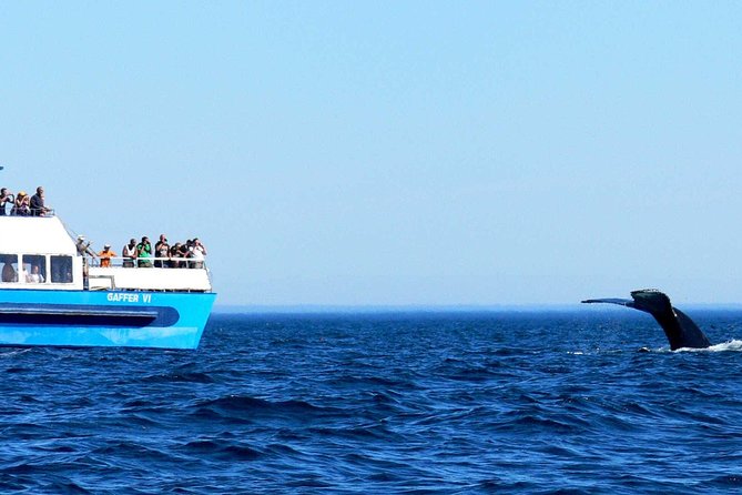 Newfoundland Puffin and Whale Watch Cruise - A catamaran built for viewing