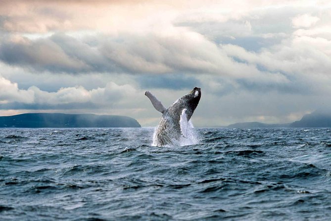 Newfoundland Puffin and Whale Watch Cruise - Commentary, songs, and Newfoundland character
