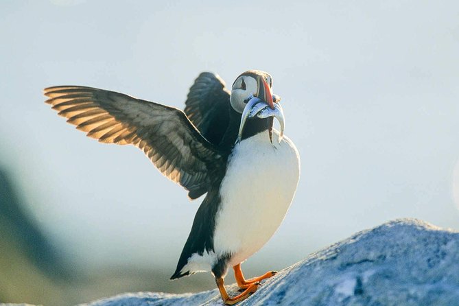 Newfoundland Puffin and Whale Watch Cruise - Getting there from St. John’s