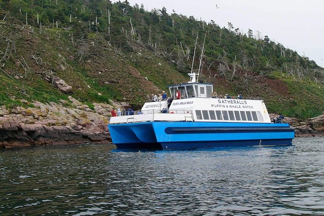 Newfoundland Puffin and Whale Watch Cruise - Is CA$94.06 a fair price?