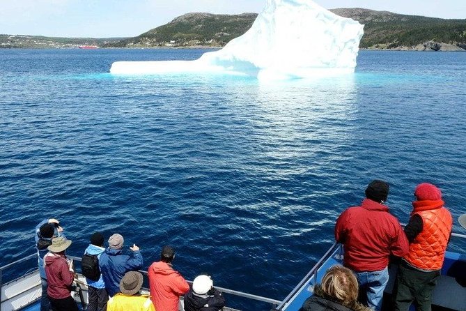 Newfoundland Puffin and Whale Watch Cruise - The Witless Bay Ecological Reserve and its noisy colonies