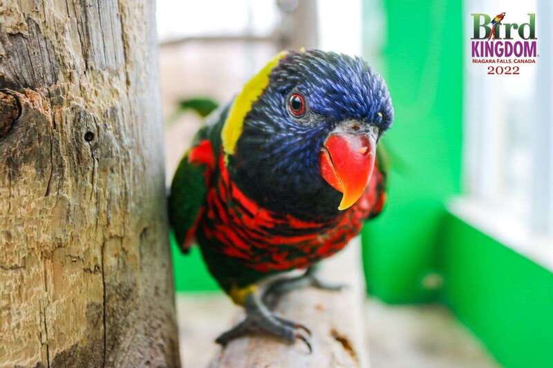 Niagara Falls, Canada: Bird Kingdom Entry Ticket - Parrots, Animal Encounters, and Live Demonstrations