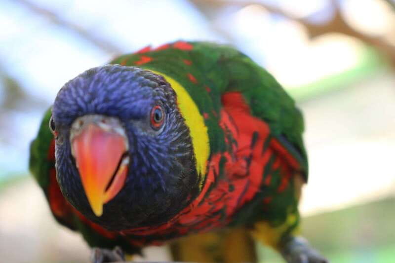Niagara Falls, Canada: Bird Kingdom Entry Ticket - Who Will Enjoy Bird Kingdom Most