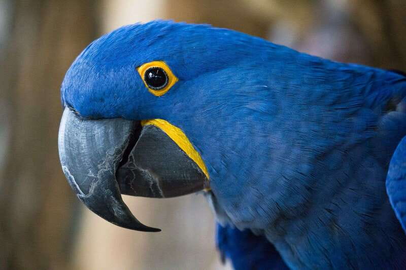 Niagara Falls, Canada: Bird Kingdom Entry Ticket - The Multi-Level Rainforest Aviary