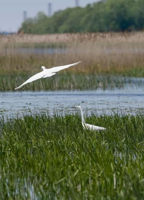Nida: Bird-Watching Adventure in Nemunas Delta - From Nida port to the Nemunas Delta