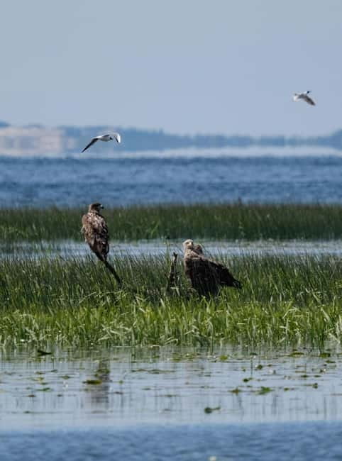 Nida: Bird-Watching Adventure in Nemunas Delta - Mingė Village, Lithuania’s waterway settlement