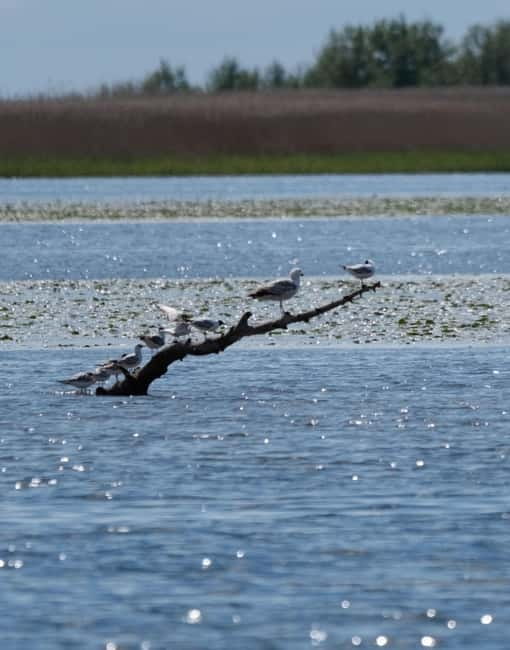Nida: Bird-Watching Adventure in Nemunas Delta - Uostadvaris Lighthouse and wide delta views