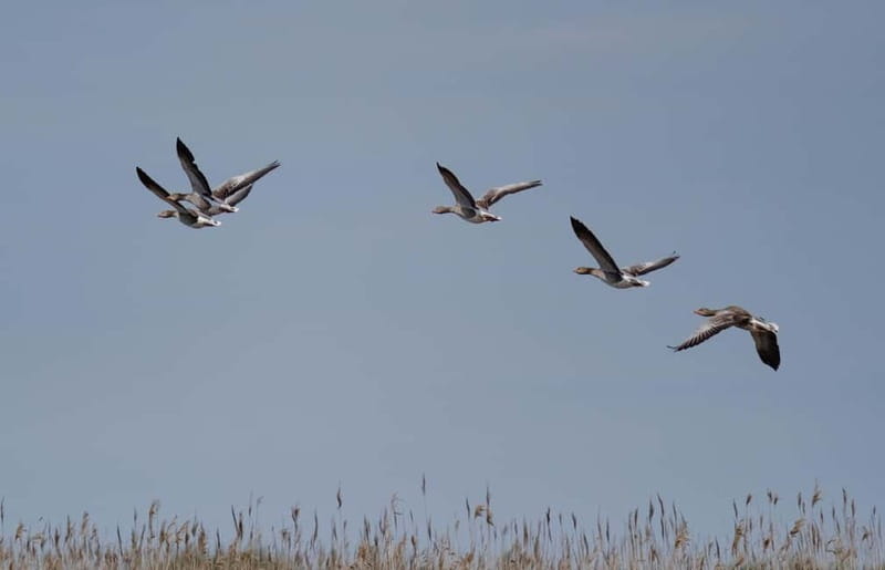 Nida: Bird-Watching Adventure in Nemunas Delta - What the three hours feel like