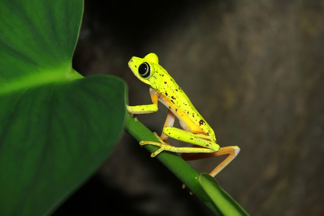 Night Walk Experience at Natura Eco Park, (frogs snakes mammals insects birds) - Why the rainforest comes alive at 6 p.m.